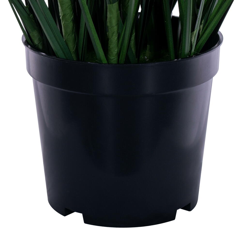 Green/Brown Switchgrass Potted