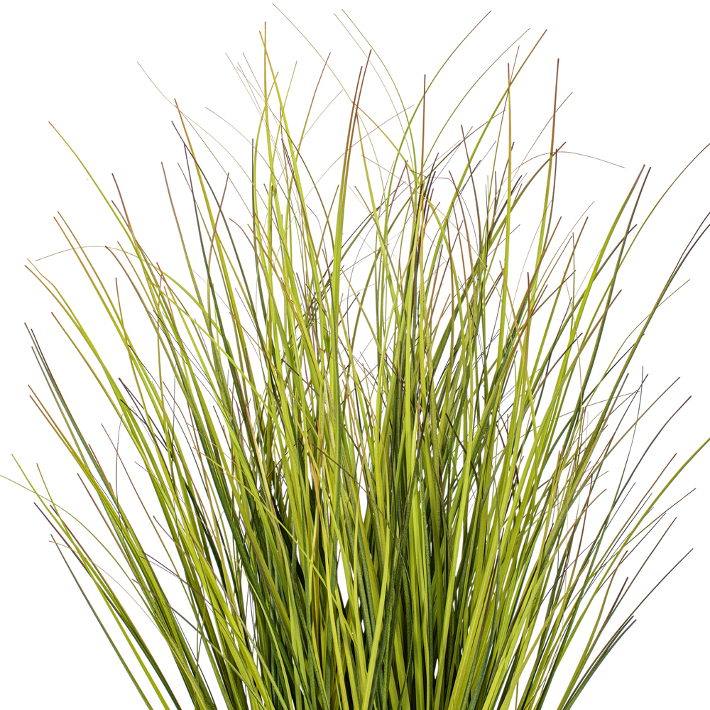 Green/Brown Switchgrass Potted