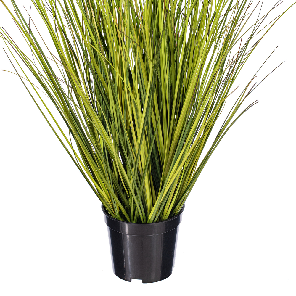 Green/Brown Switchgrass Potted