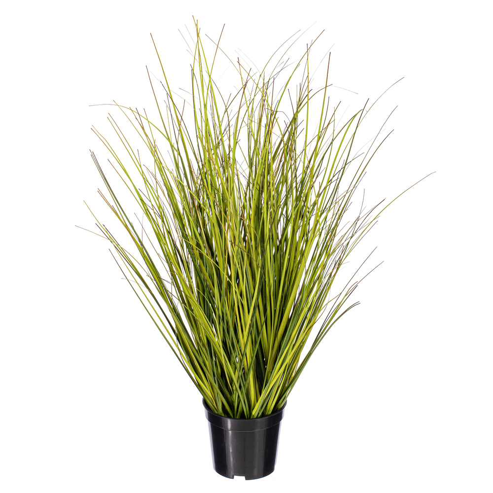 Green/Brown Switchgrass Potted