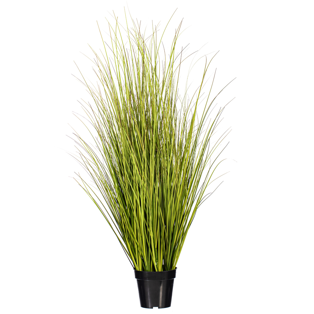 Green/Brown Switchgrass Potted