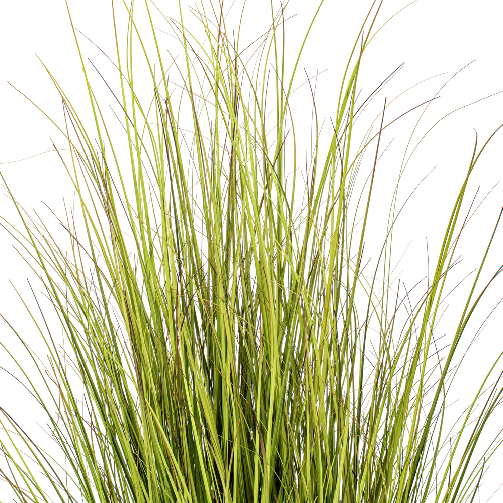 Green/Brown Switchgrass Potted