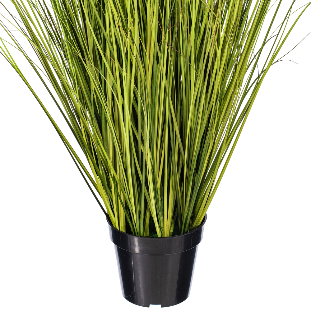 Green/Brown Switchgrass Potted
