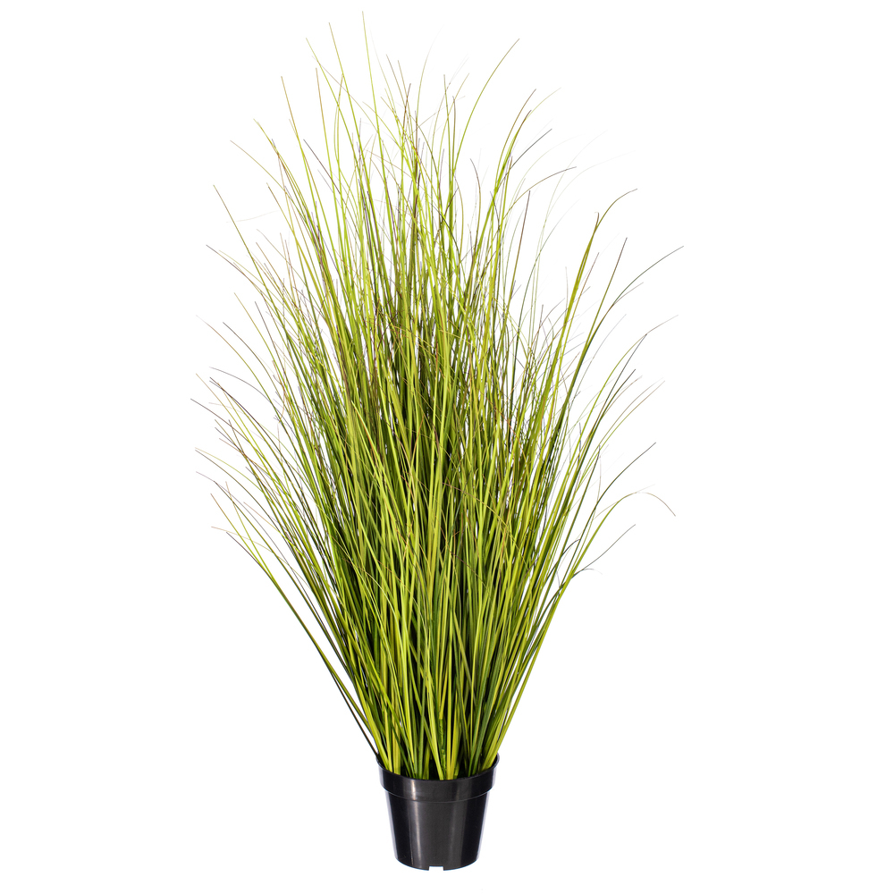 Green/Brown Switchgrass Potted