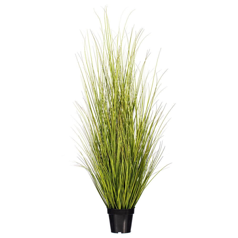 Green/Brown Switchgrass Potted