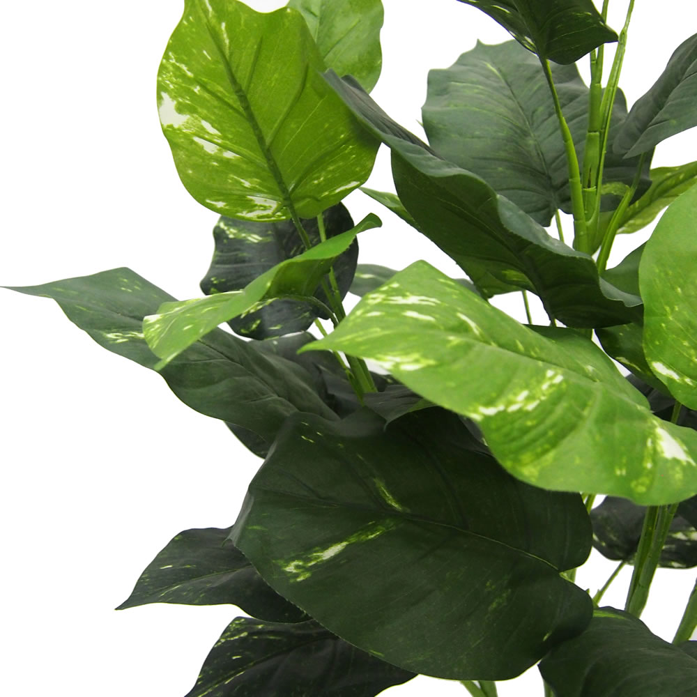 36" Pothos Plant