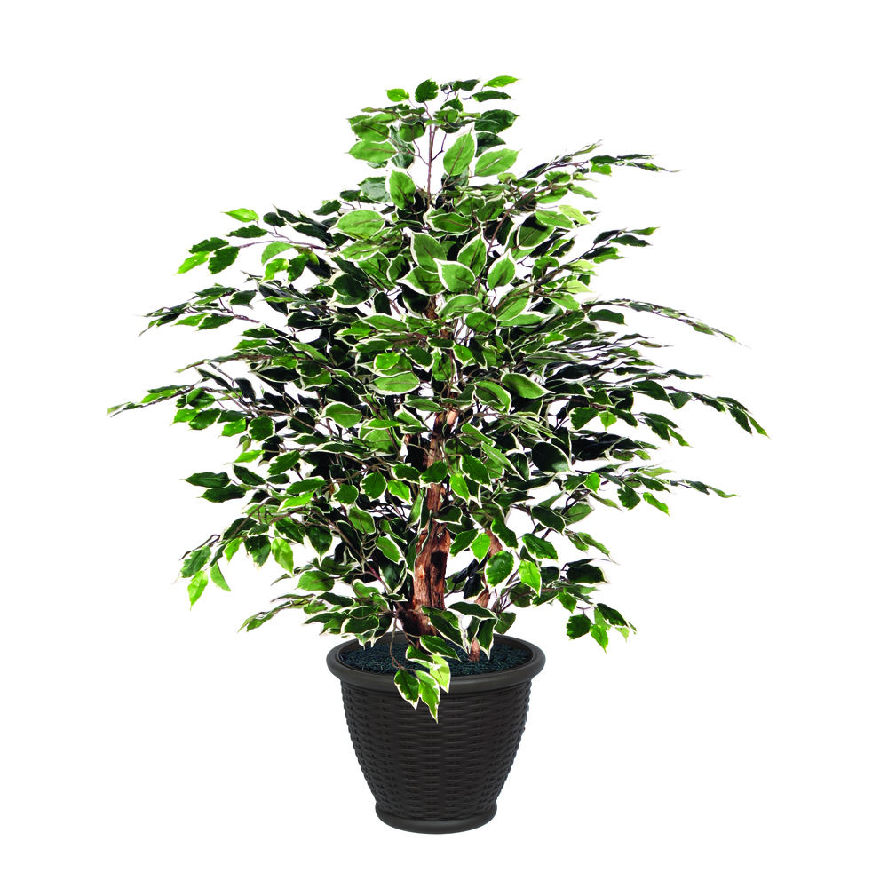 Vickerman Artificial Variegated Ficus Extra Full Series