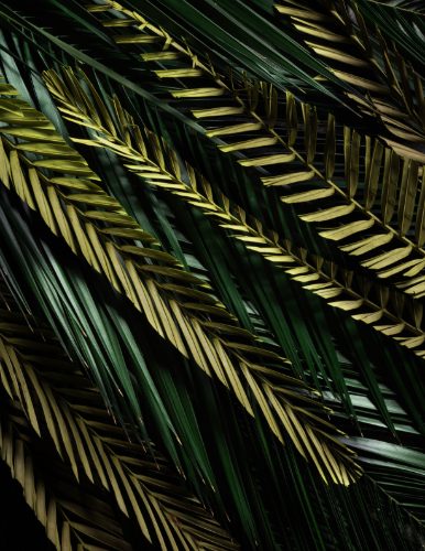 Palms
