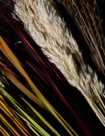 Grasses & Reeds
