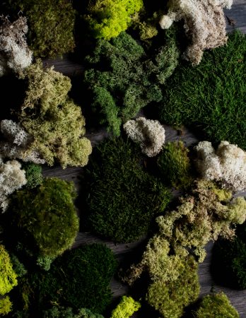 Moss & Ferns