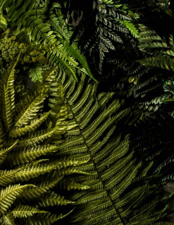 Palms