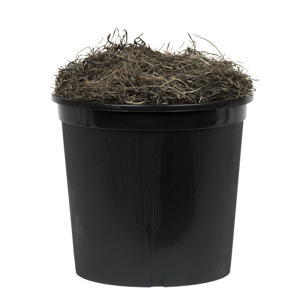 Vickerman Artificial Marginata Tree